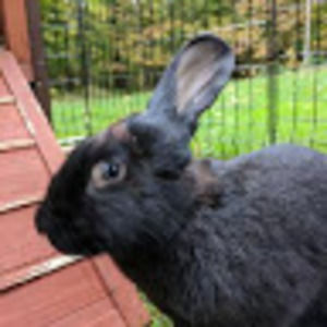 Meet your Posher, Barbara